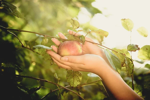 Wanita cantik memetik apel merah dari pohon — Stok Foto