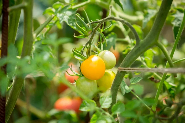 Yellow tomatoes growing at garden — Stock Photo, Image