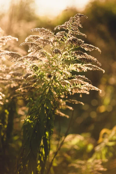 Gros plan photo de l'herbe poussant au champ d'automne — Photo