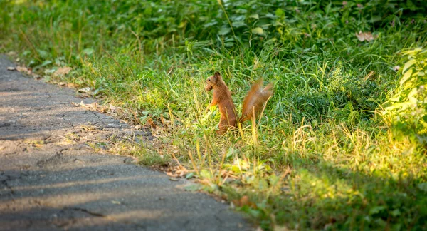 Esquilo vermelho transportando porca de pé na grama alta — Fotografia de Stock