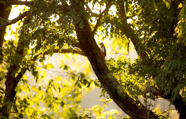 Picchio rosso seduto su un grande albero al tramonto — Foto Stock