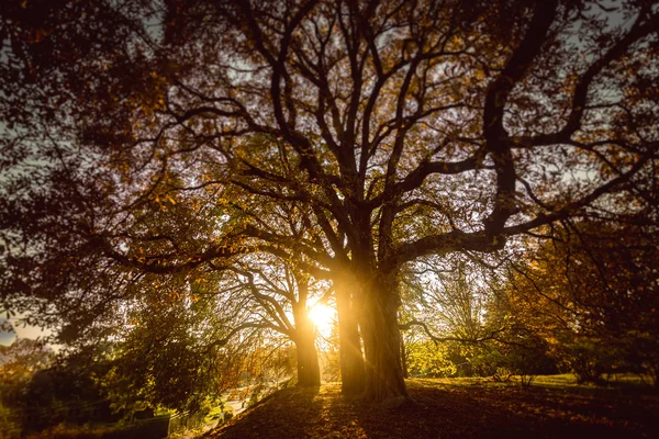 Toned photo of sun shining through big tree at autumn forest — Stock Photo, Image