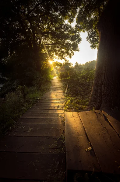 Toned photo of sun beam shining on wooden path at forest — Stock Photo, Image