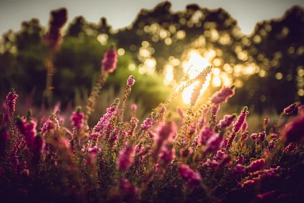 Levandulové pole v Provence s západ slunce — Stock fotografie