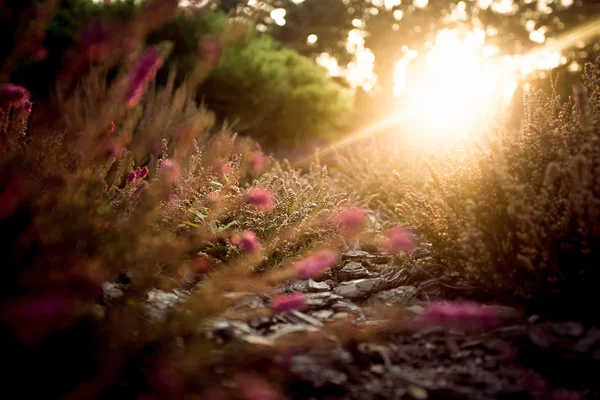 Sonnenuntergang über dem Lavendelfeld am Sommerabend — Stockfoto