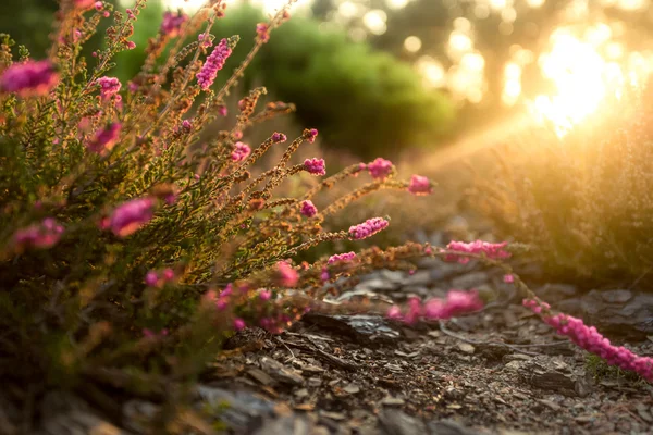 Фіолетове лавандове поле раннього сонячного ранку — стокове фото