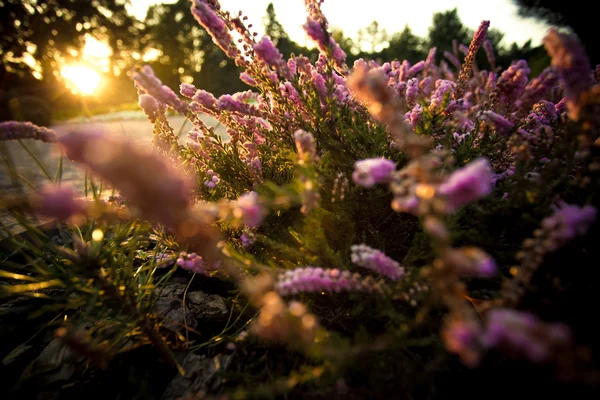 Wunderschönes Lavendelfeld bei Sonnenuntergang — Stockfoto