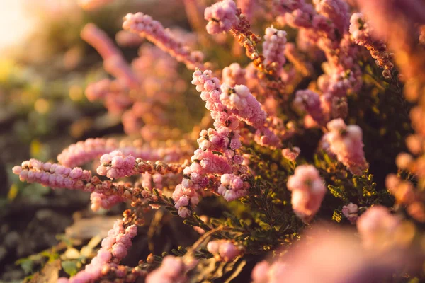 Foto av vacker blomma säng med växer lavendel — Stockfoto
