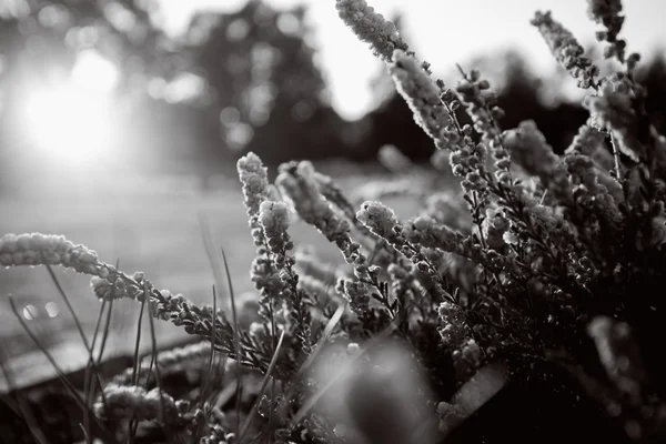 Monochromes Foto eines wunderschönen Lavendelfeldes bei Sonnenuntergang — Stockfoto