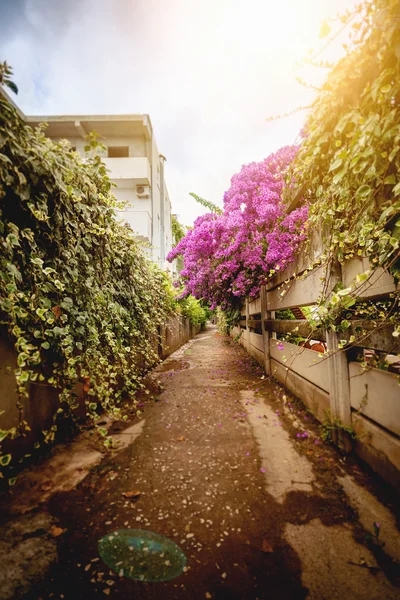 Straße in der Altstadt mit Blumen der Bougainvillea gewachsen — Stockfoto