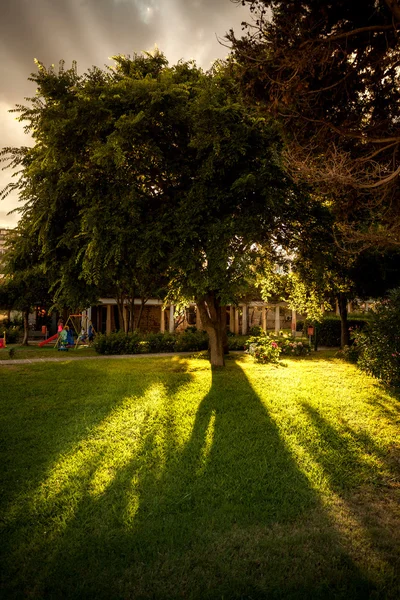 View of sun shining through big lush tree at park — Stock Photo, Image