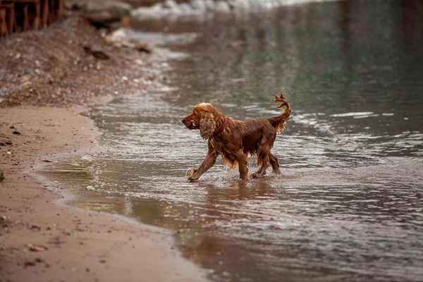 Brown cocker spaniel playing with stick on sand beach — Stock Photo, Image