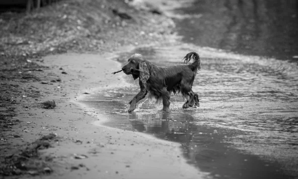 Monochrome photo of active spaniel carrying stick on sand beach — Stock Photo, Image