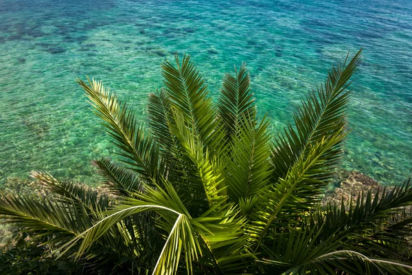 view from above on palm growing at sea with turquoise water