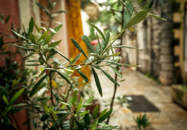 Olive tree growing on old greek street at rainy weather — Stock Photo, Image