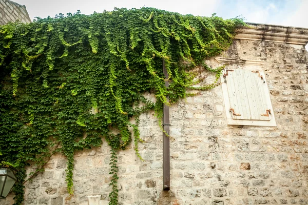 White stone wall with window covered in green ivy — Stock Photo, Image