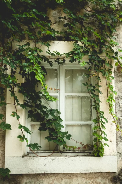 Staré okno zarostlé zeleným břečťanem — Stock fotografie