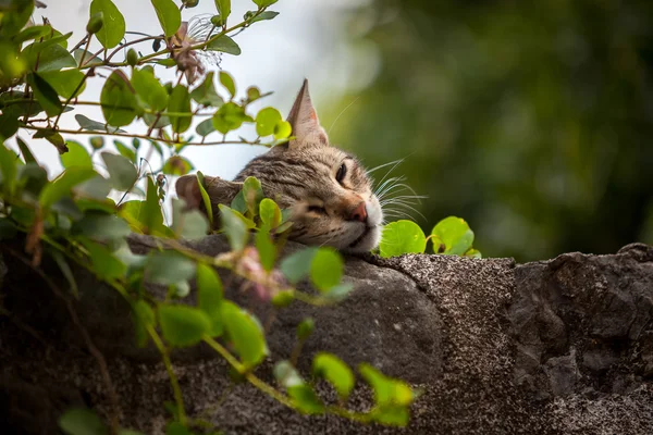 Lindo gato durmiendo en alto piedra pared overgrown con hiedra — Foto de Stock