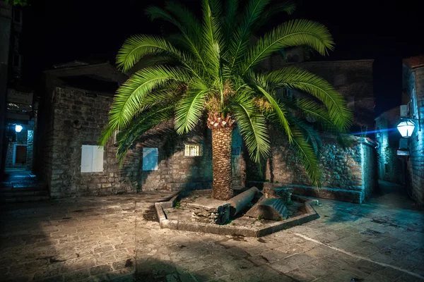 Gece fotoğraf üzerinde eski dar sokak büyüyen büyük hurma ağacının — Stok fotoğraf