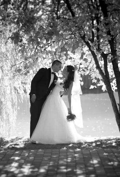 Monochrome photo of beautiful bride and groom kissing under big — Stock Photo, Image