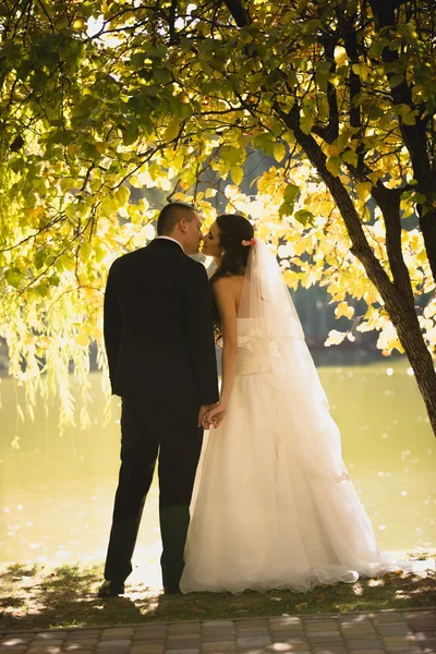 Silhueta foto de noiva e noivo beijando no rio sob grande t — Fotografia de Stock