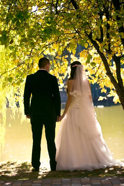 Just married couple holding hands under tree and looking at rive — Stock Photo, Image