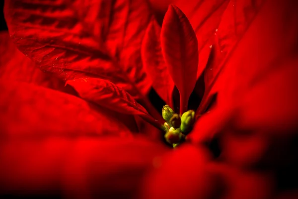 Červené vánoční hvězda listy proti černému pozadí — Stock fotografie