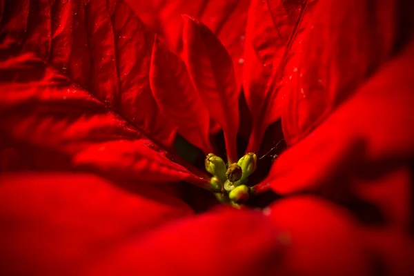 Macro shot of red poinsettia flower with leaves — Stock Photo, Image