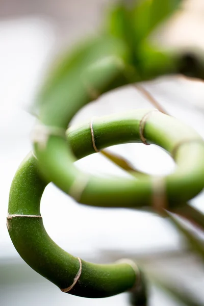 Closeup shot of curved green bamboo — Stock Photo, Image