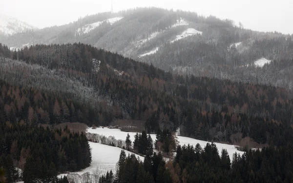 Stromy rostoucí na vysokých horách sněhová pokrývka — Stock fotografie