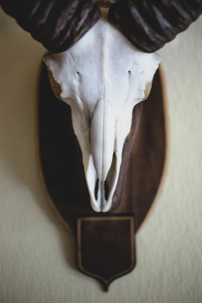 Barbary Sheep skull hanging on wall — Stock Photo, Image