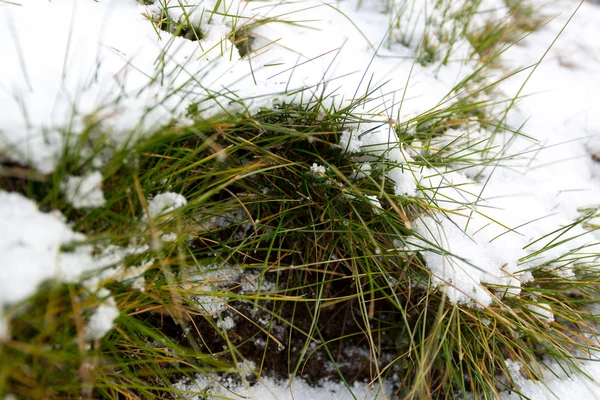 Närbild skott av smältande snö täcker färskt grönt gräs — Stockfoto