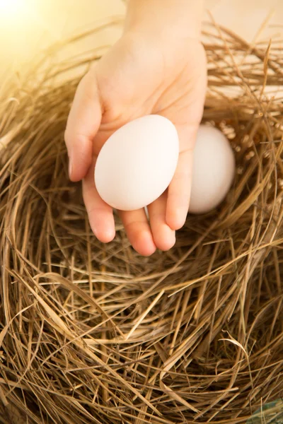 太陽に照らされて巣に対して白い卵を持っている手のクローズ アップ ショット — ストック写真