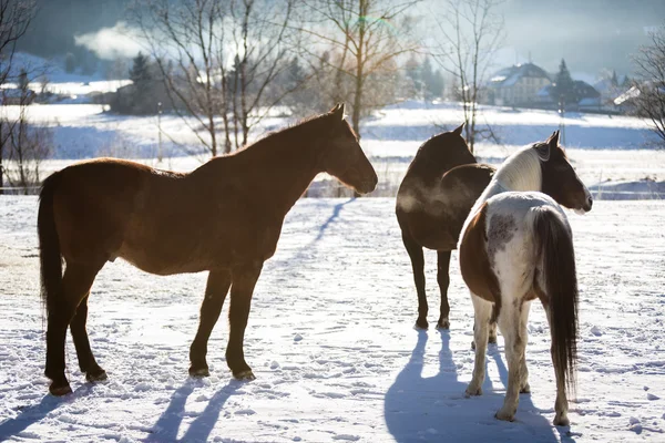 Three horses standing in outdoor paddock at sunny day — Stock Photo, Image