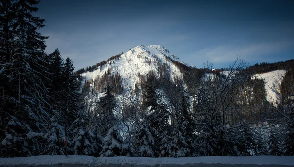 Starý tmavý Les rostoucí na vysoké rakouské Alpy — Stock fotografie