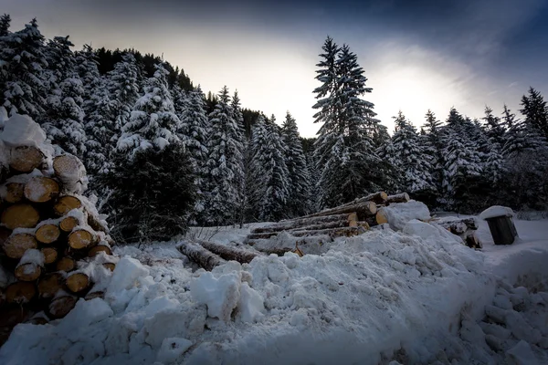 Stack av snittet loggar på winter forest — Stockfoto