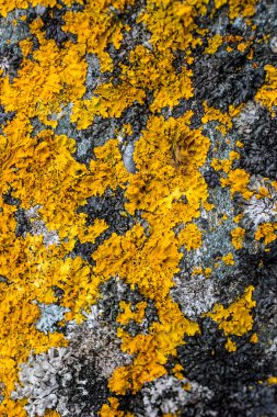 Sarı liken ve gri taş yosun