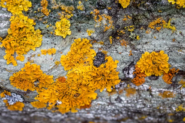 Beautiful yellow lichen covering gray granite — Stock Photo, Image