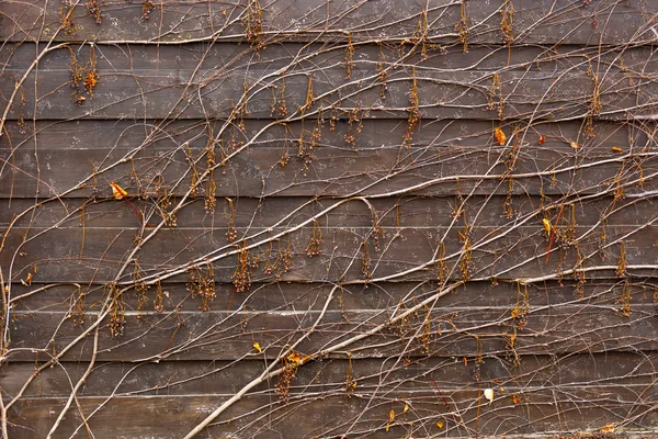 Fundo do vinho que cresce na cerca de madeira — Fotografia de Stock