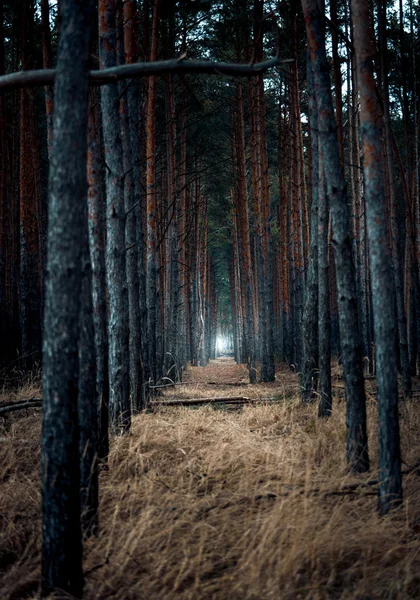 Foresta spaventosa alla sera con la luce alla fine — Foto Stock