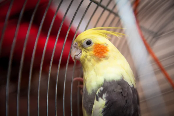 Primer plano de hermoso loro amarillo sentado en la jaula —  Fotos de Stock