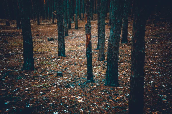 Tónovaný výstřel děsivě Temný hvozd s spálené kmeny — Stock fotografie