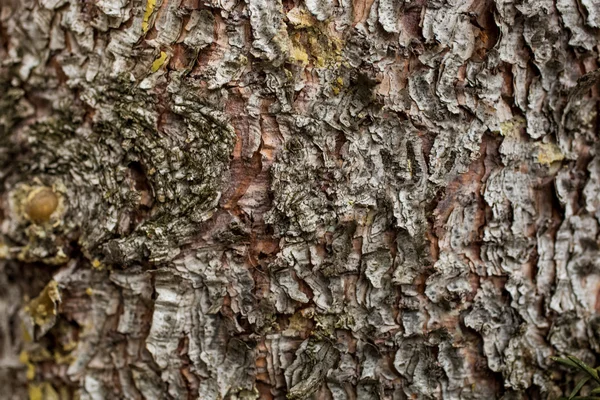 Texture of pine tree bark Stock Photo
