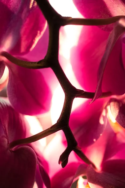 Macro shot of sun light shining through pink orchid petals — Stock Photo, Image