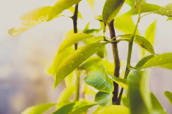 Tonificado primer plano de hojas de árbol verde húmedo — Foto de Stock