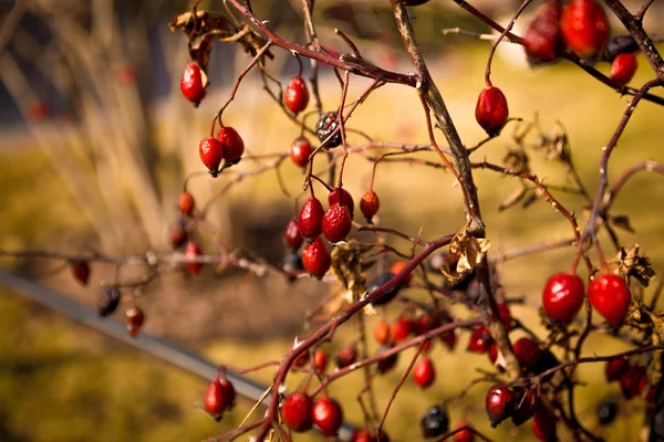 Toned photo of barberry berries growing on bush — Stock Photo, Image
