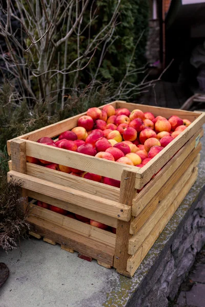 Frisch gepflückte rote Äpfel in Holzkiste — Stockfoto