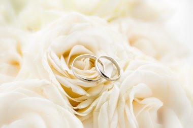 Makro fotoğraf iki Platin beyaz gül üzerinde yalan alyans