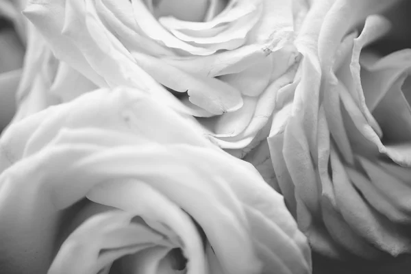 Black and white texture of white roses — Stock Photo, Image