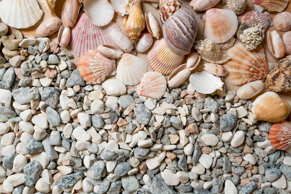 Veel kleurrijke schelpen liggend op keien in kust — Stockfoto